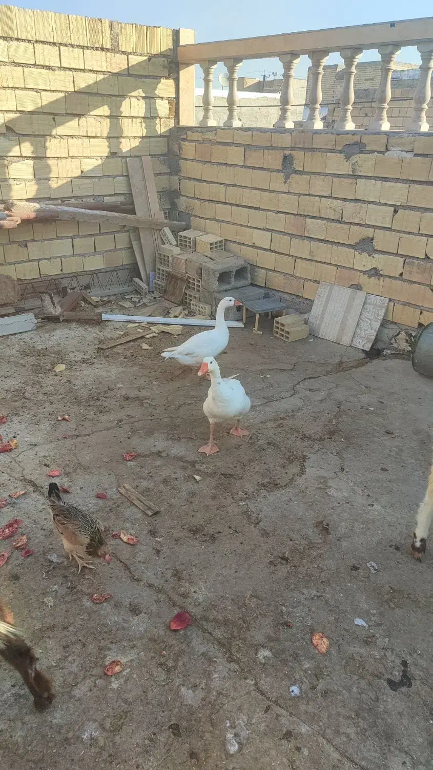 غاز|حیوانات مزرعه|بندر ماهشهر, |دیوار