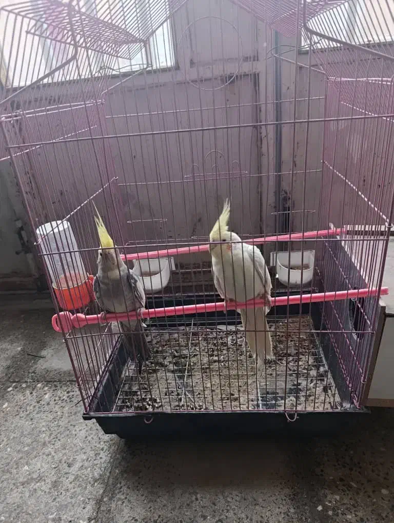 عروس هلندی نر ماده|پرنده|مبارکه, |دیوار