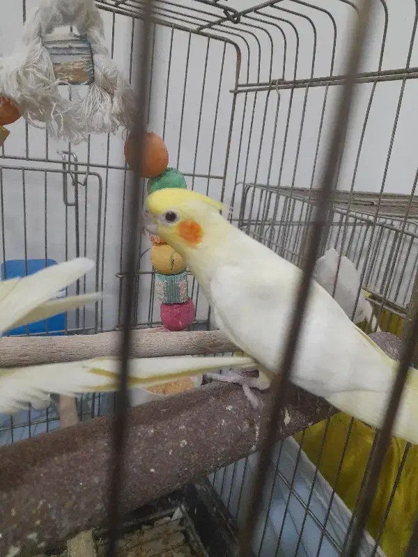 جوجه لوتینو دونخور|پرنده|گرمدره, |دیوار