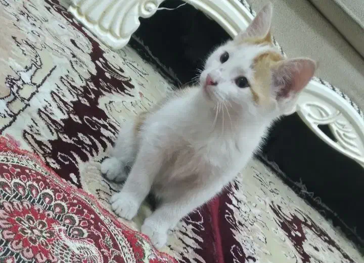 گربه گمشده|حیوانات|تبریز, |دیوار