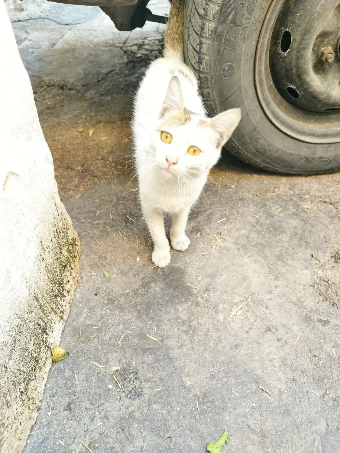 گربه|گربه|اهواز, حصیرآباد|دیوار