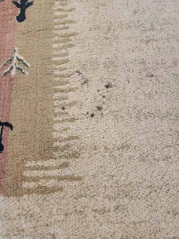 2 عددگلیم فرش 6 متری|گلیم، جاجیم، گبه|نوشهر, |دیوار