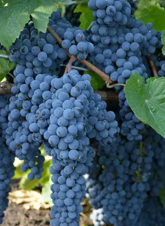 پیش فروش نهال انگور سردشت سیاه|خدمات باغبانی و درختکاری|جعفرآباد, |دیوار