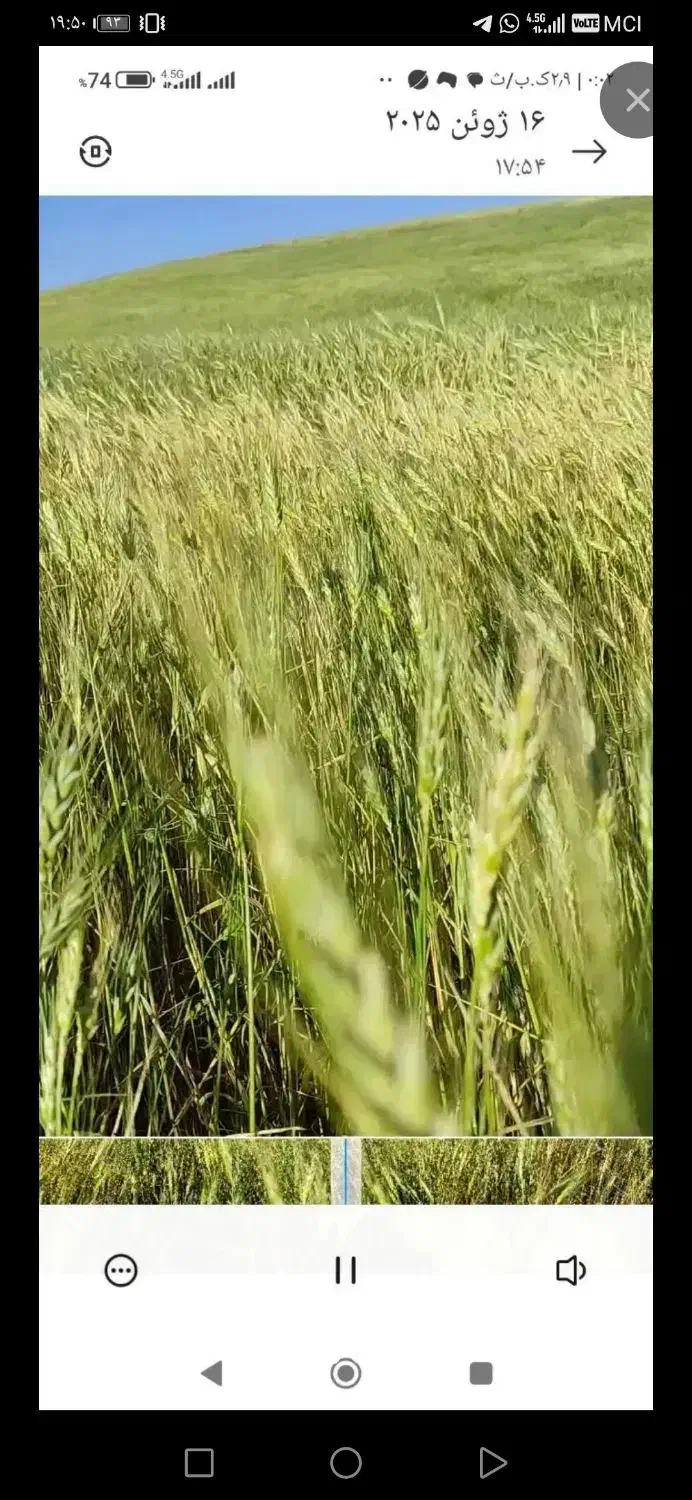 زمین کشاورزی دیم|فروش زمین و ملک کلنگی|دهگلان, |دیوار