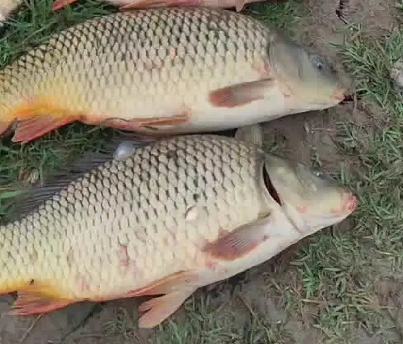 فروش ماهی کپور|ماهی|پاکدشت, پاکدشت (مامازند)|دیوار