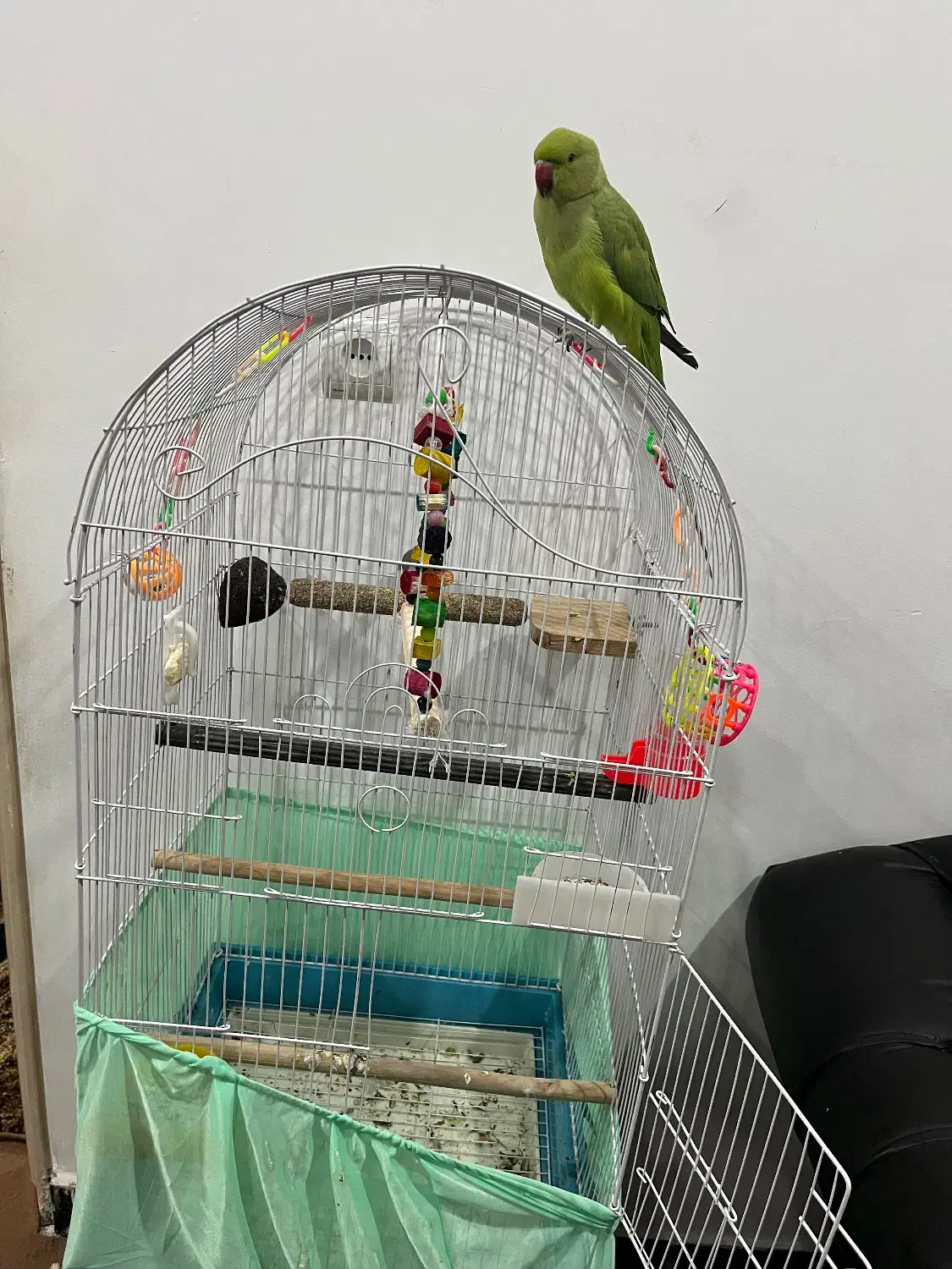 طوطی ملنگو رام|پرنده|مریوان, |دیوار