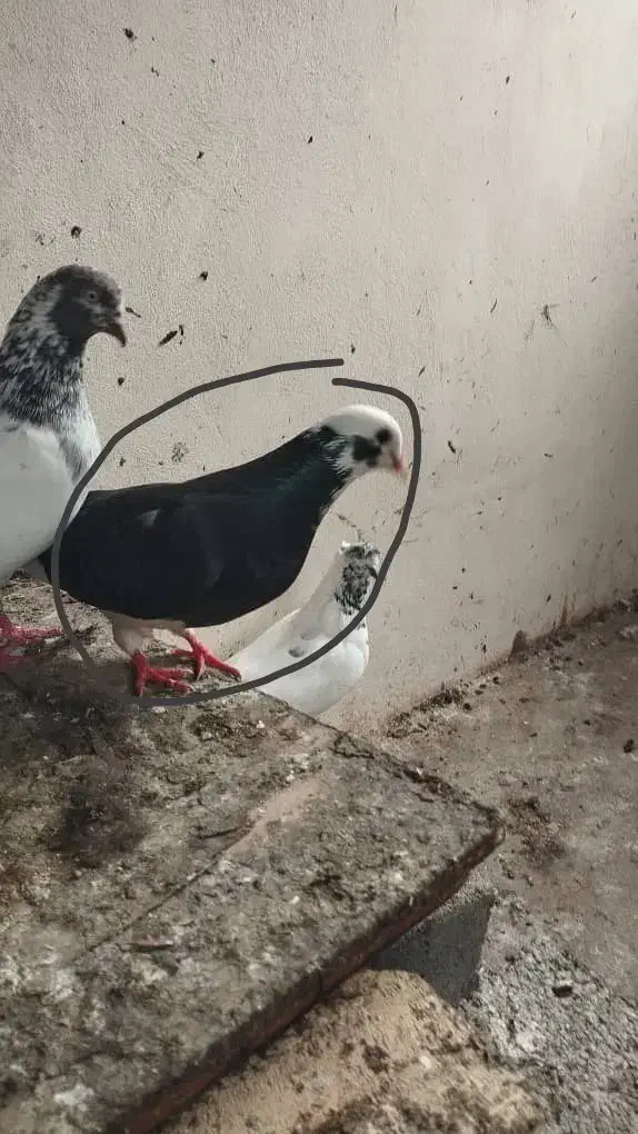 فروش کبوتر شازده|پرنده|نوشهر, |دیوار