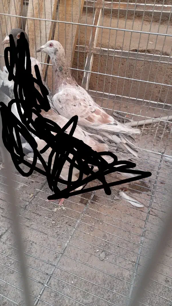 کبوتر|پرنده|قزوین, |دیوار