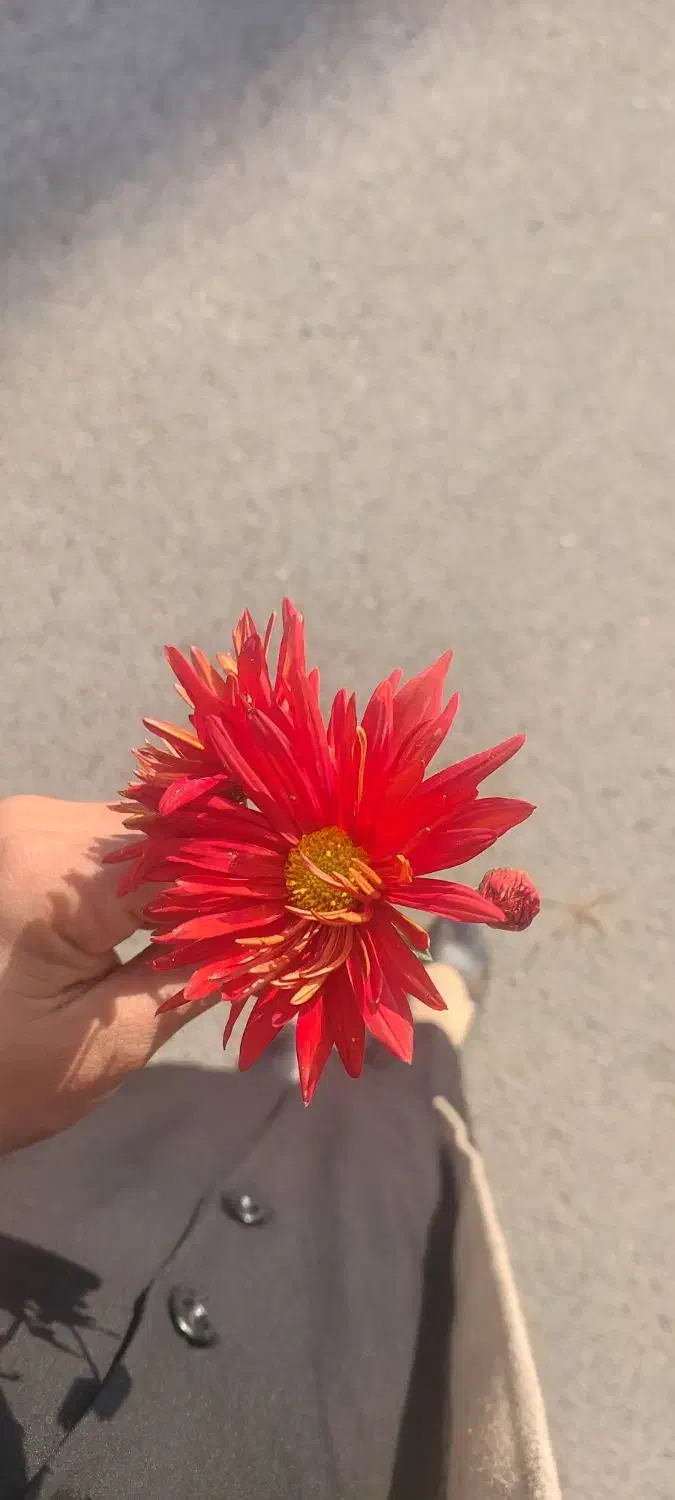 گل داووی|گل و گیاه طبیعی|فسا, |دیوار