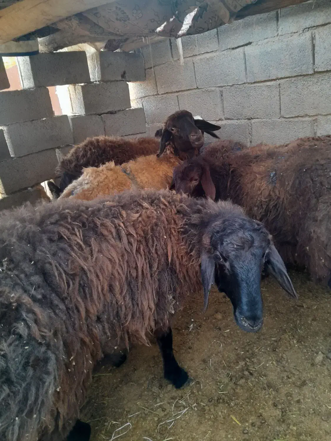 بره ماده گله گرد|حیوانات مزرعه|مشهد, انصار|دیوار