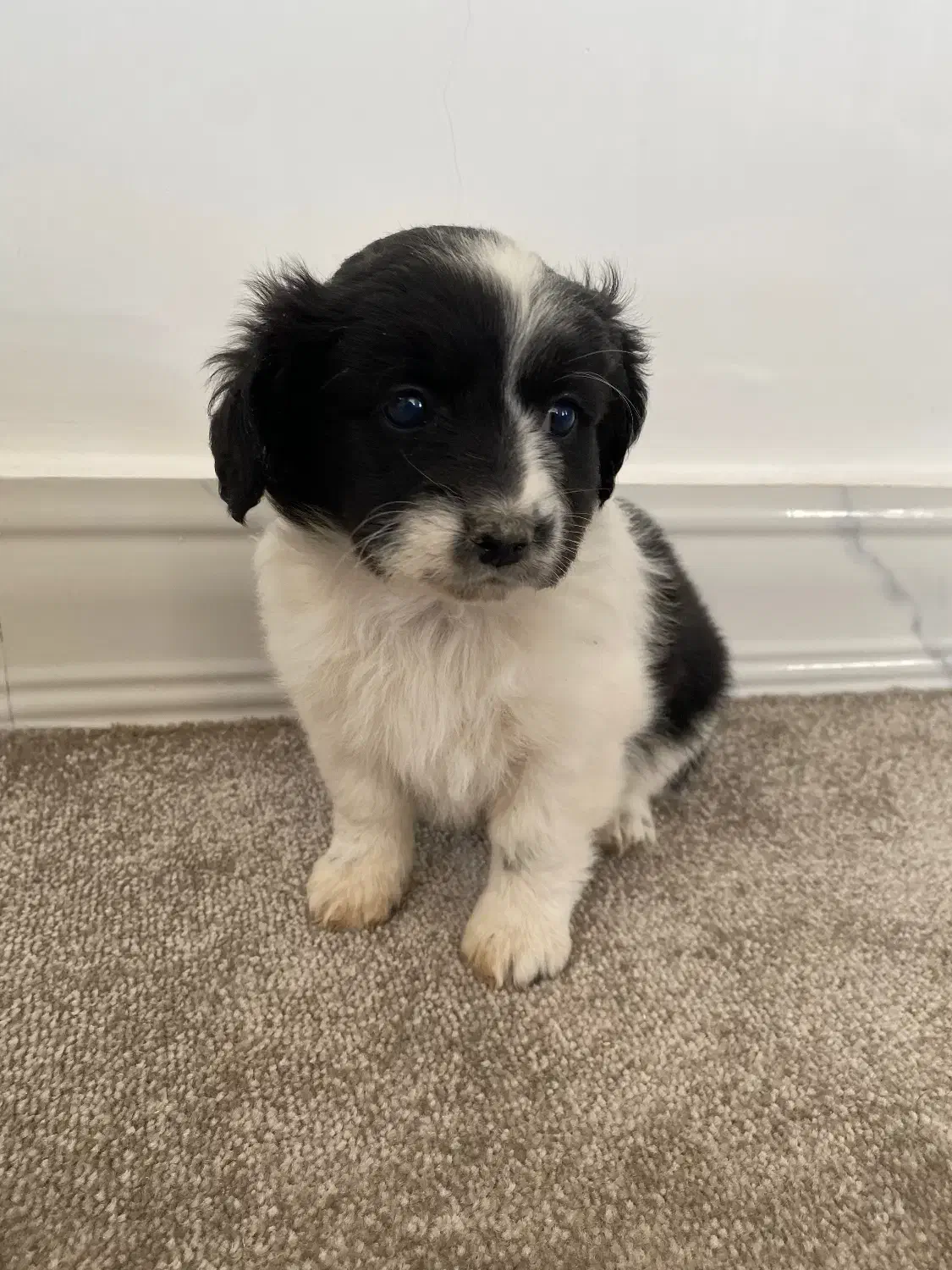 سگ دوماهه|سگ|شهرضا, |دیوار