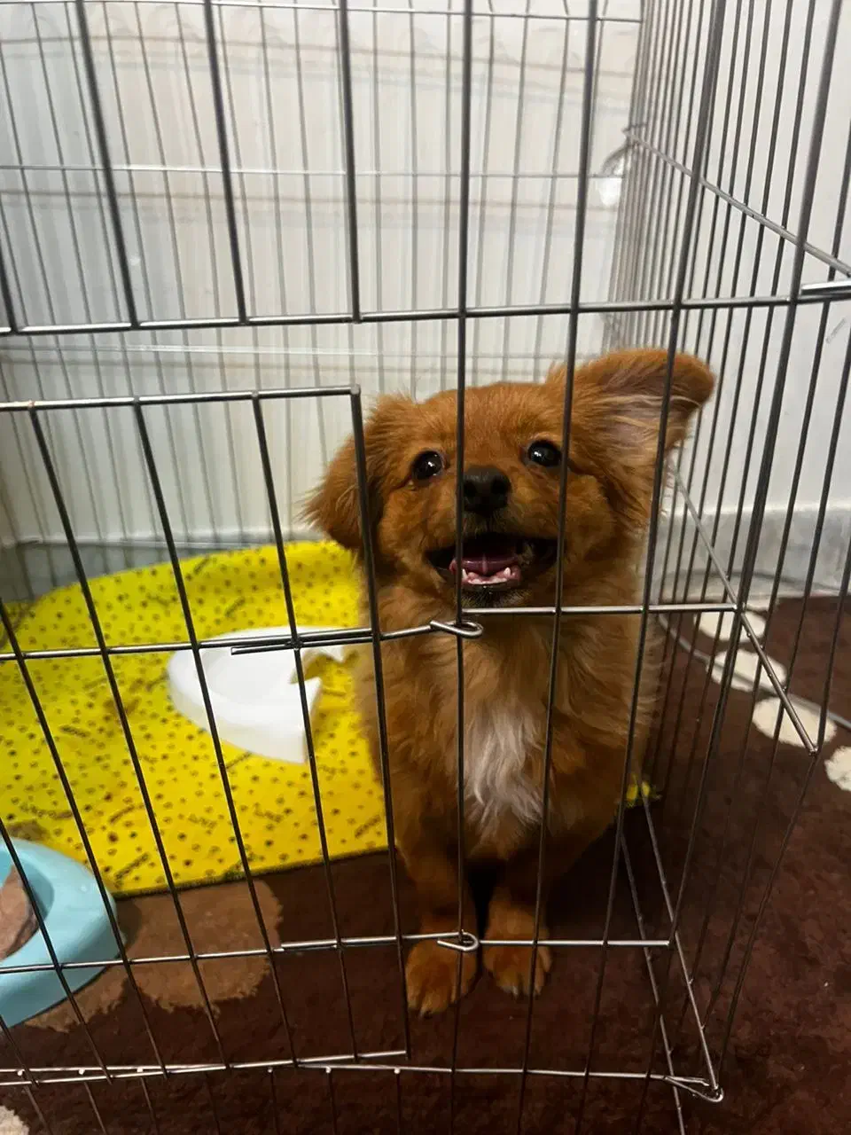 پامرا باهوش|سگ|یزد, |دیوار