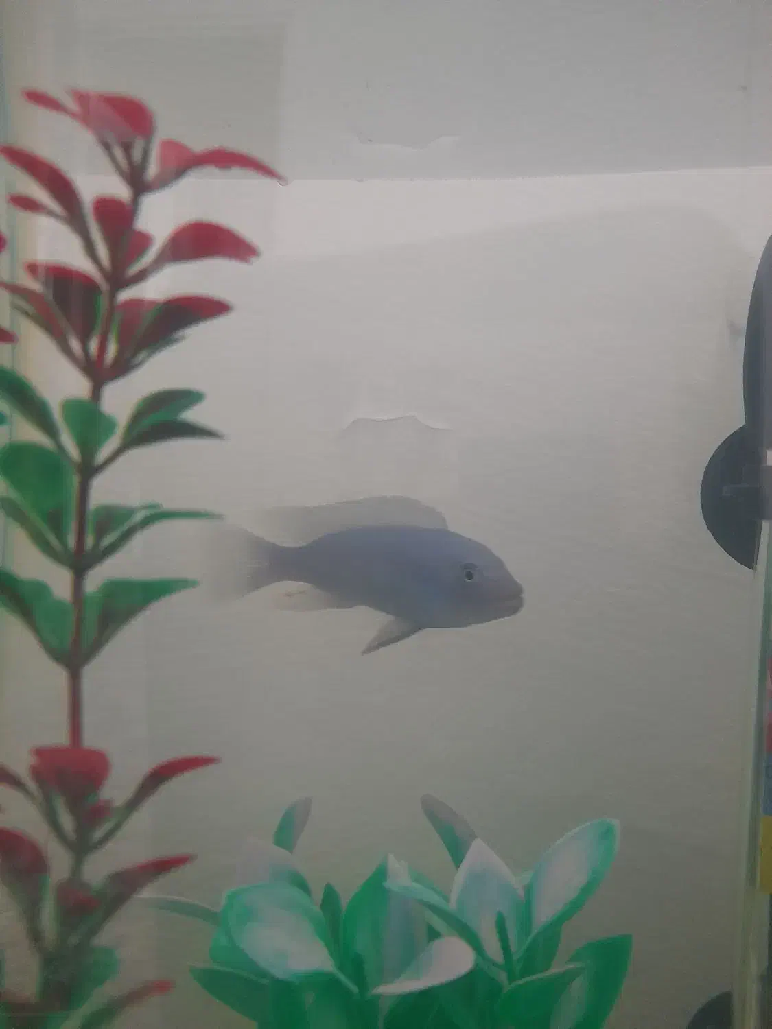 ماهی سیچیلاید|ماهی|شاهرود, |دیوار