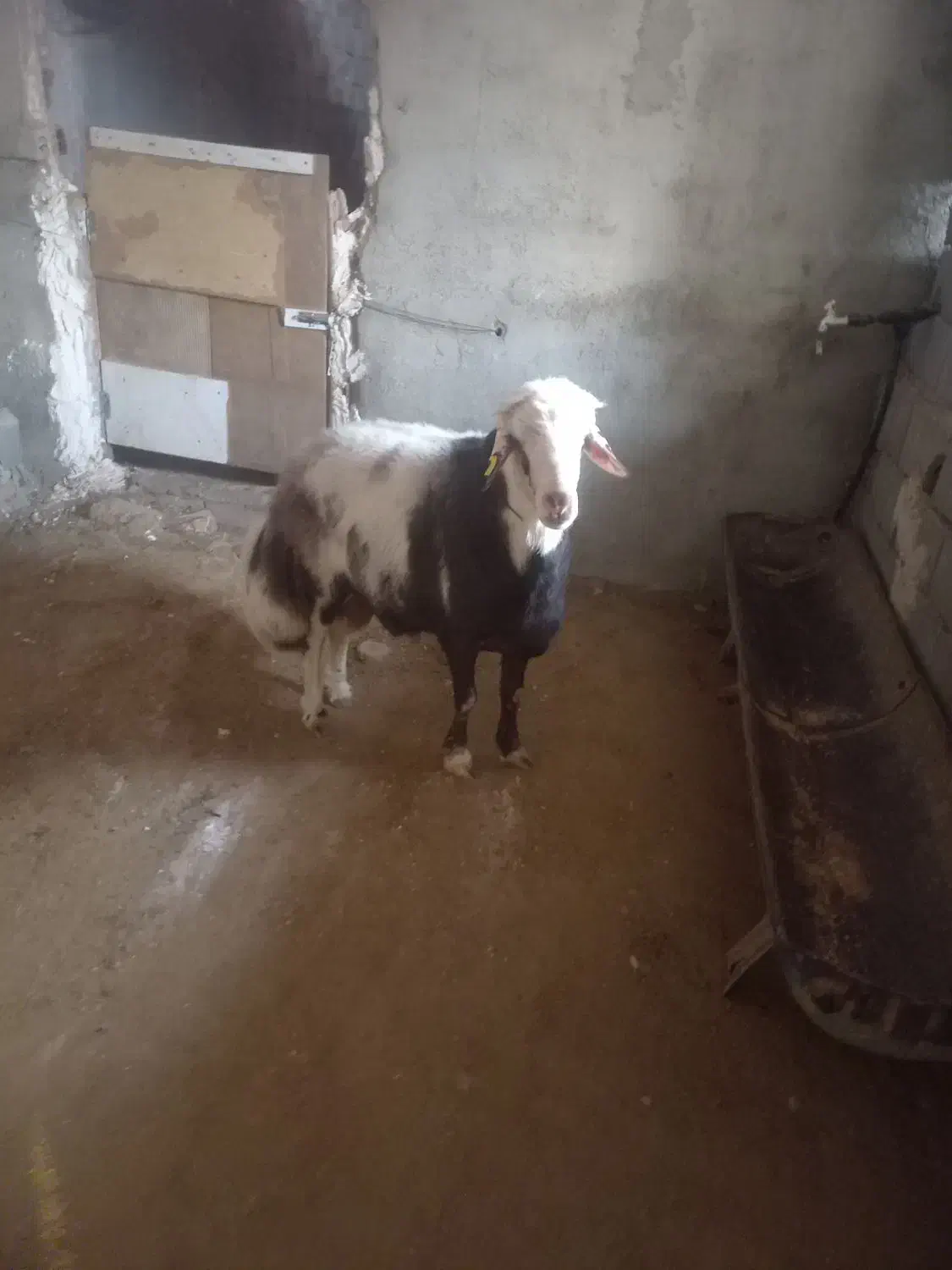 قوچ پلنگی|حیوانات مزرعه|چناران, |دیوار