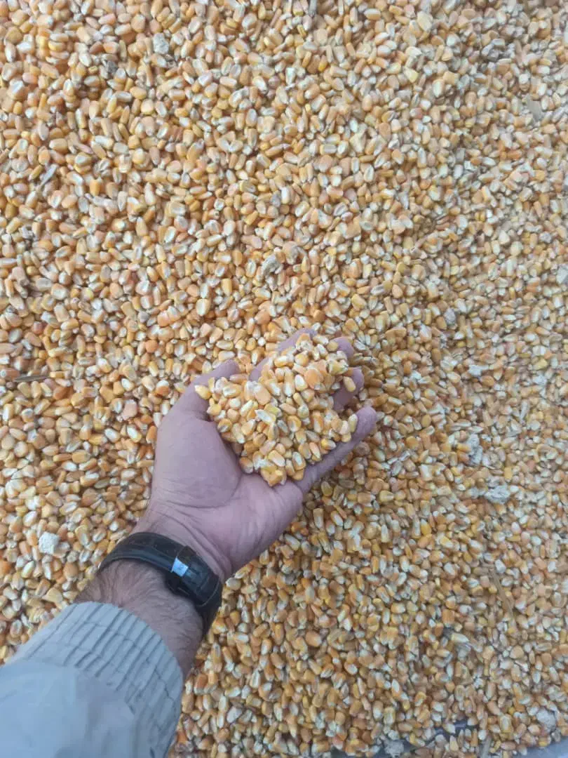 ذرت زیرقیمت بازار ب صورت عمده|عمدهفروشی|کوهدشت, |دیوار