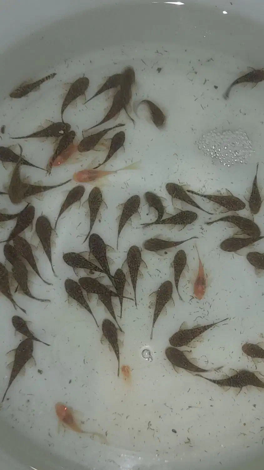 پوزه بوته ای رسید|ماهی|اردبیل, |دیوار