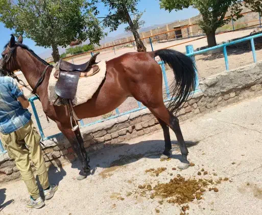 مادیان پر خون|اسب و تجهیزات اسبسواری|ساوه, |دیوار