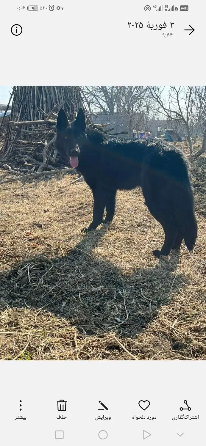 توله ی ژرمن|سگ|نوشین شهر, |دیوار