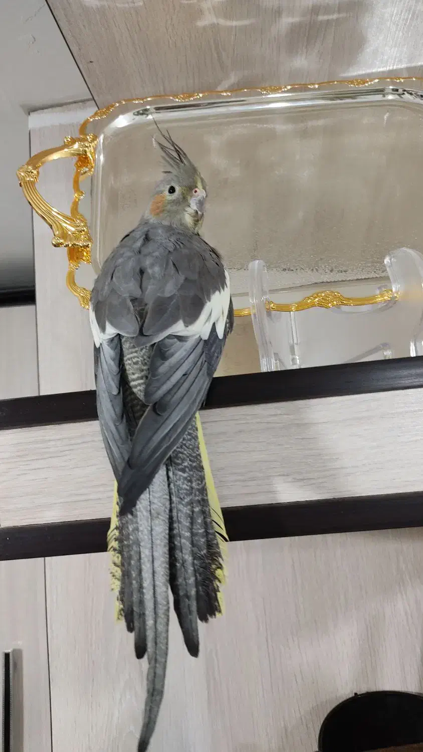 ماده سینامون اماده|پرنده|محمدیه-قزوین, |دیوار