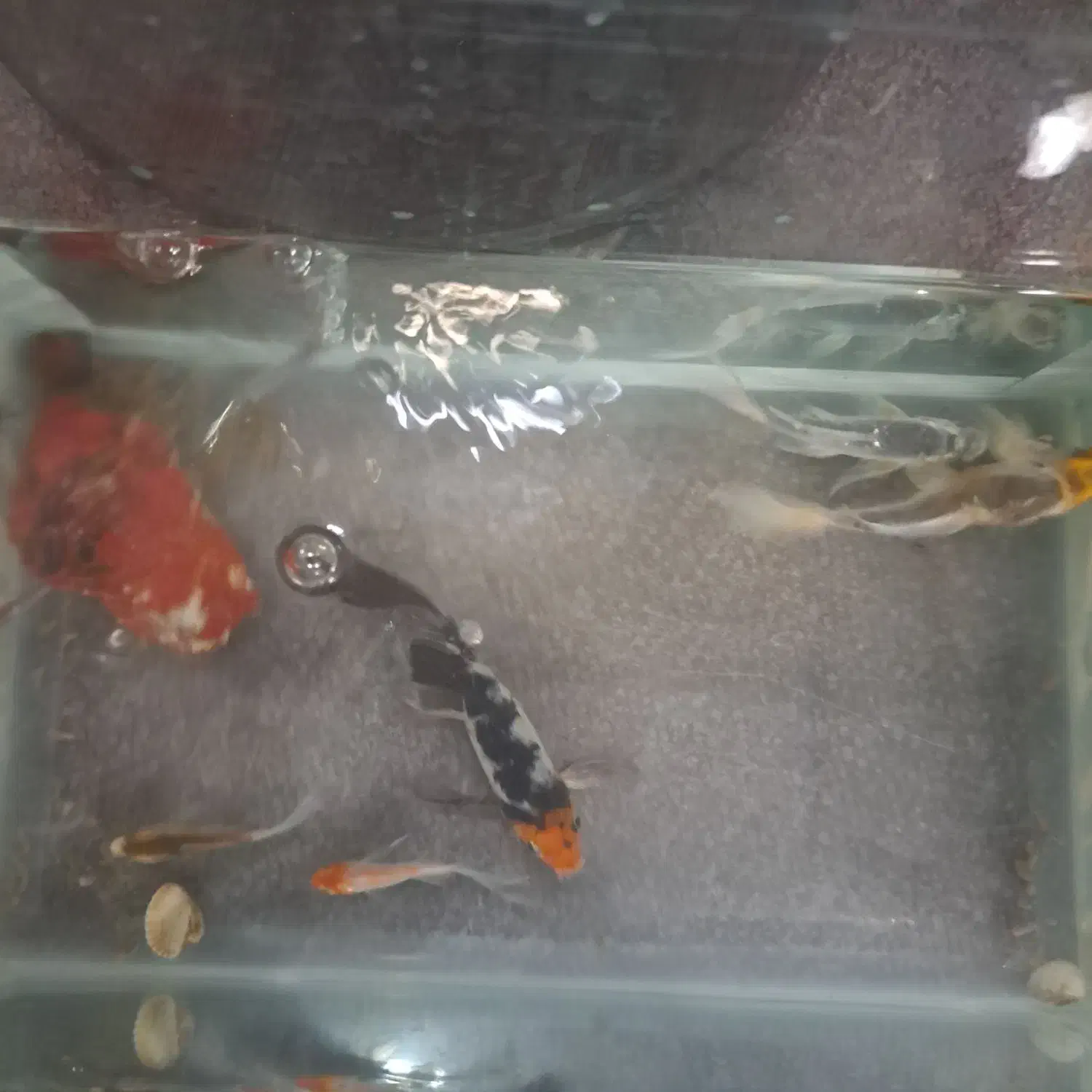 کوی سوپرباله|ماهی|قم, آزادگان|دیوار