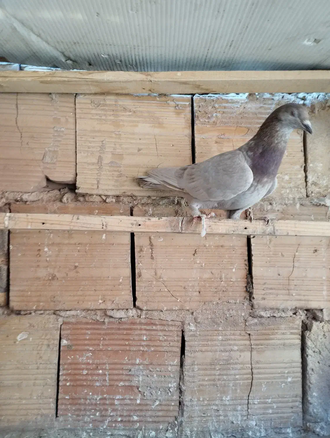 کبوتر|پرنده|قم, شهر قائم|دیوار