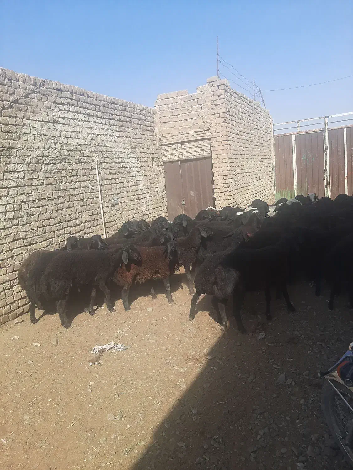 بره بزغاله میش|حیوانات مزرعه|آران و بیدگل, |دیوار