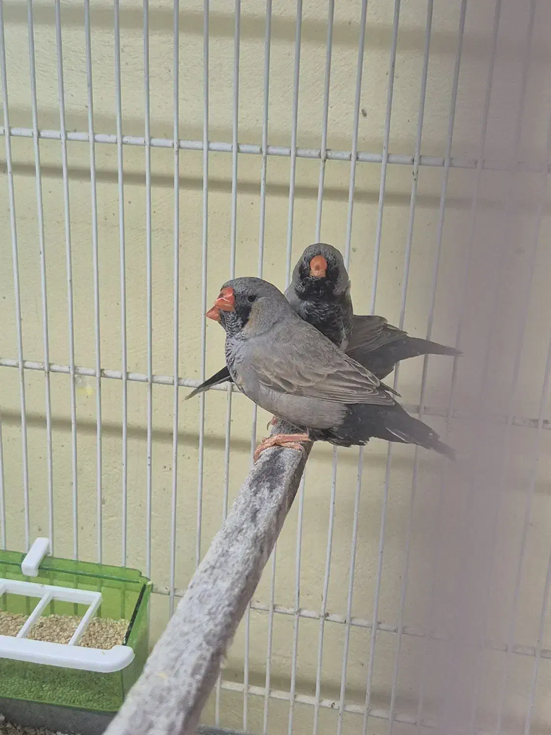 فنچ شارکول|پرنده|بندرعباس, |دیوار