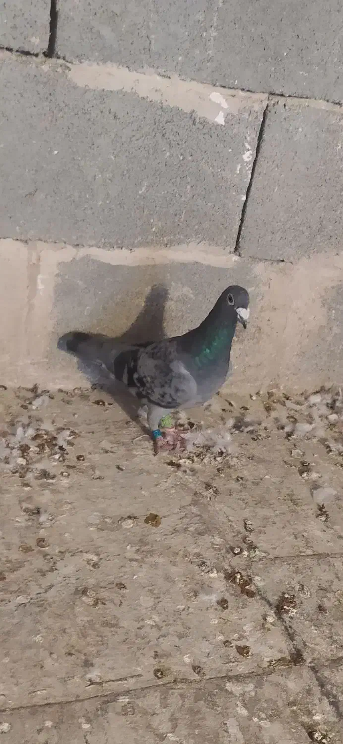 کفتر پلاکی|پرنده|لواسان, |دیوار