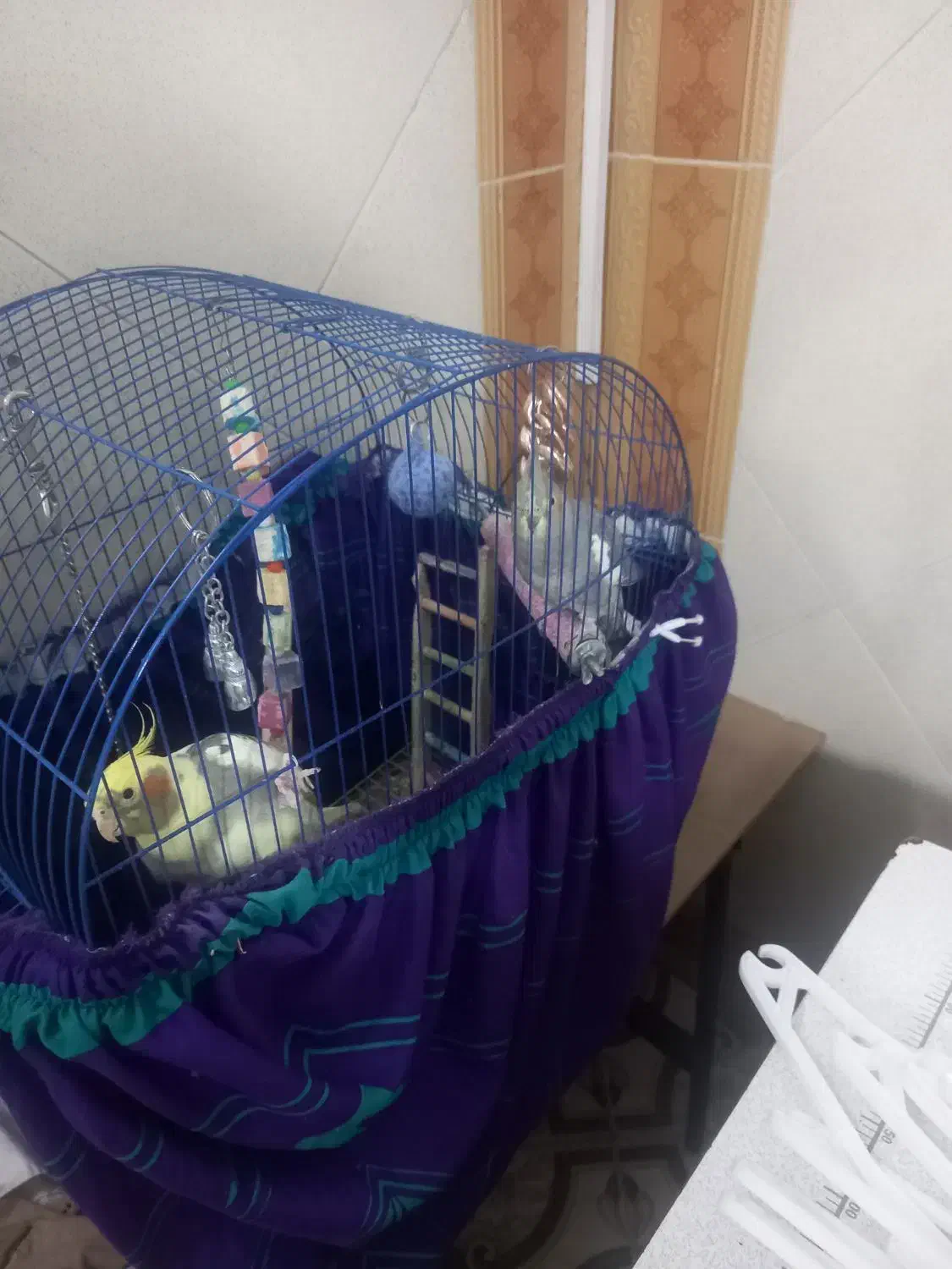 عروس هلندی|پرنده|فردیس, شهرک شهید حسینی|دیوار