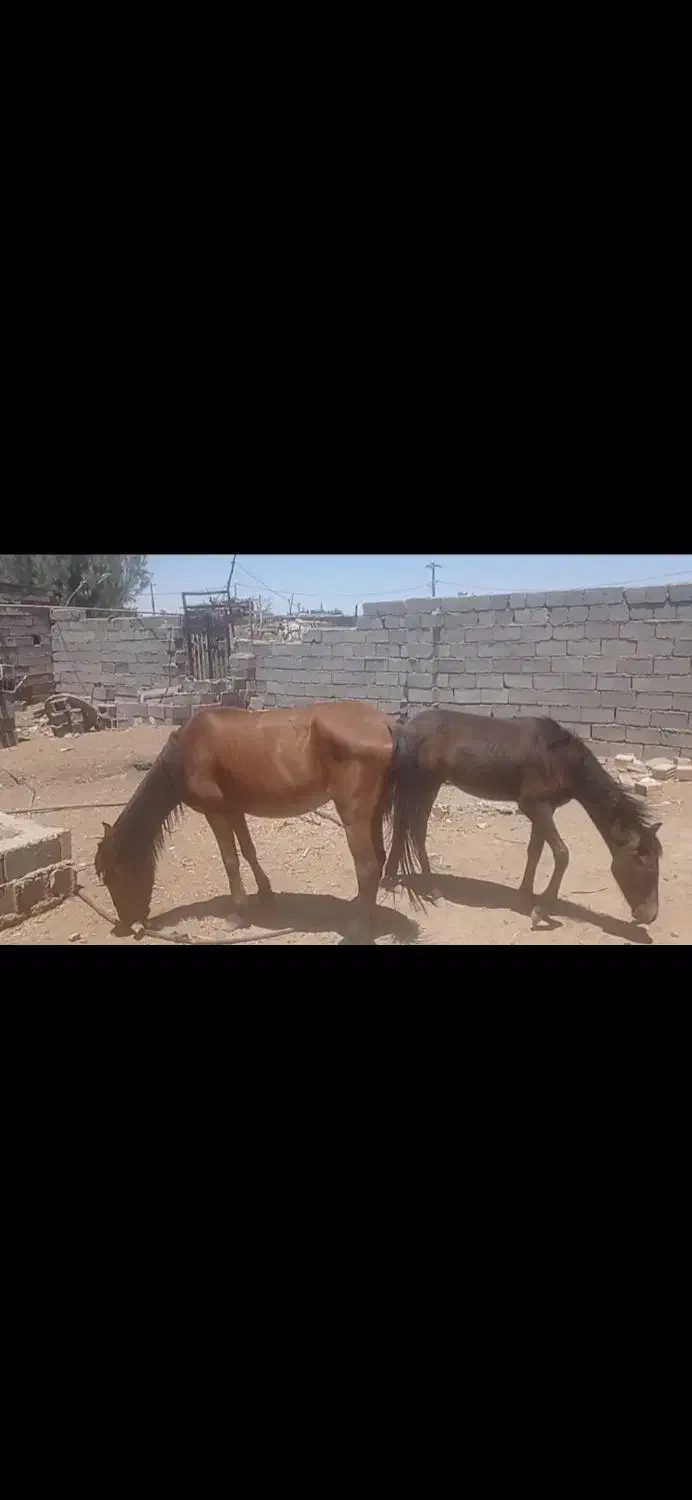 فروش اسب کرد مادیون وکره|اسب و تجهیزات اسب‌سواری|سیرجان, |دیوار