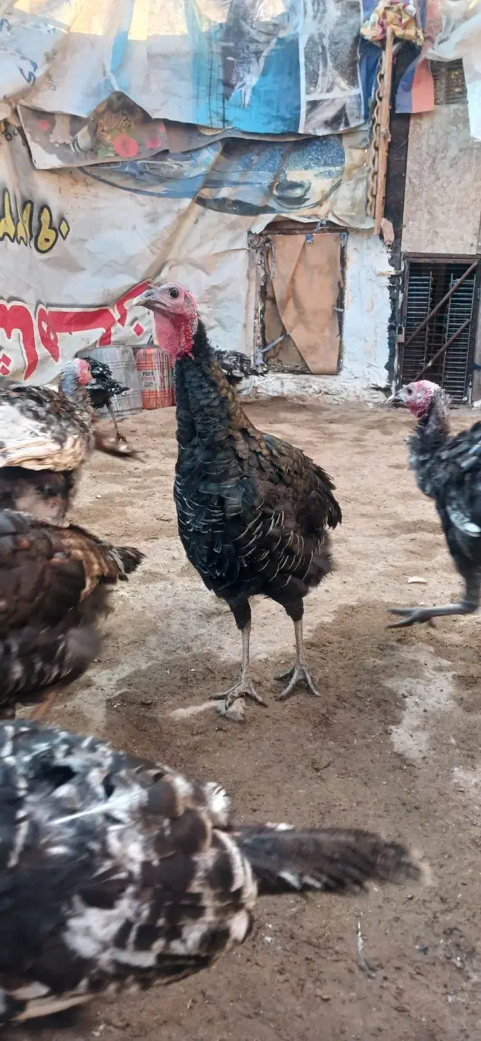 بوقلمون جوان|حیوانات مزرعه|تهران, مشیریه|دیوار