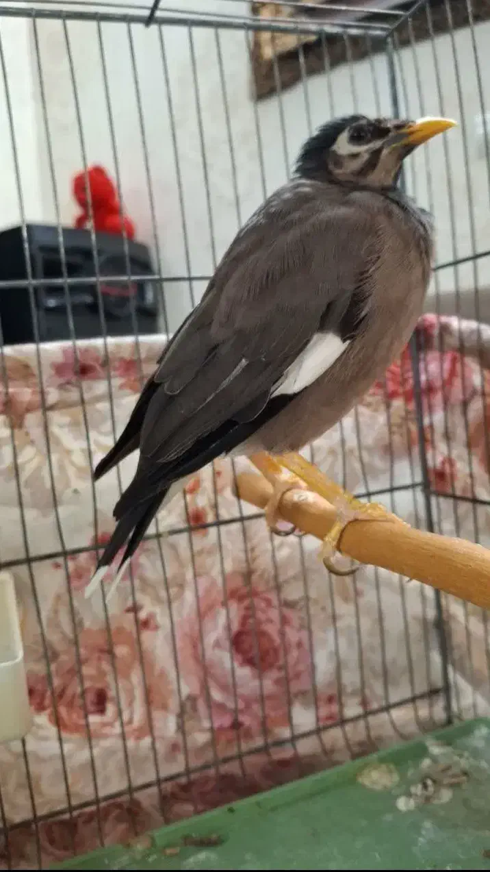 مینا اهلی|پرنده|تهران, هفت چنار|دیوار