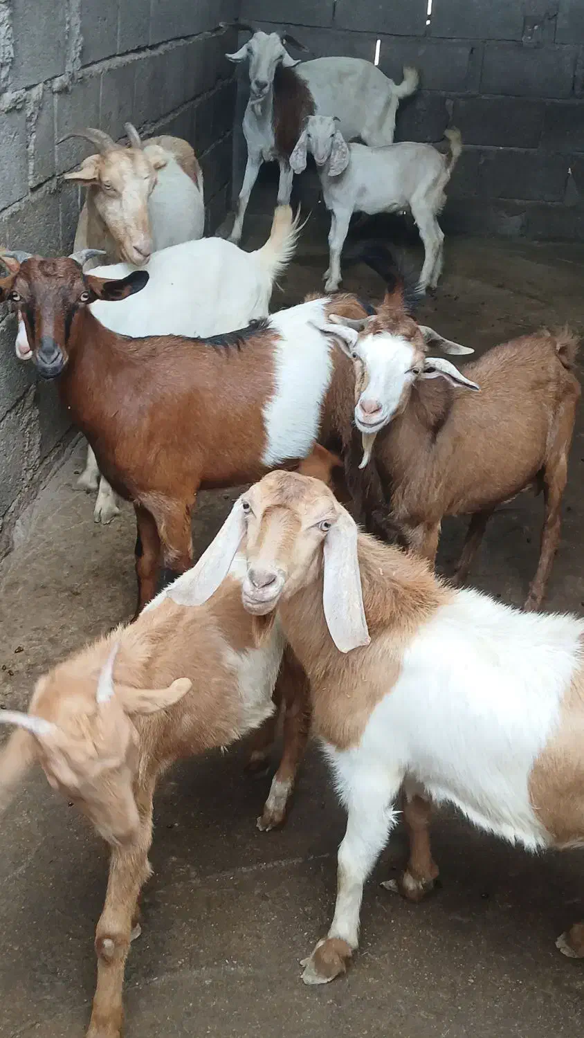 فروش بز|حیوانات مزرعه|بندر دیر, |دیوار