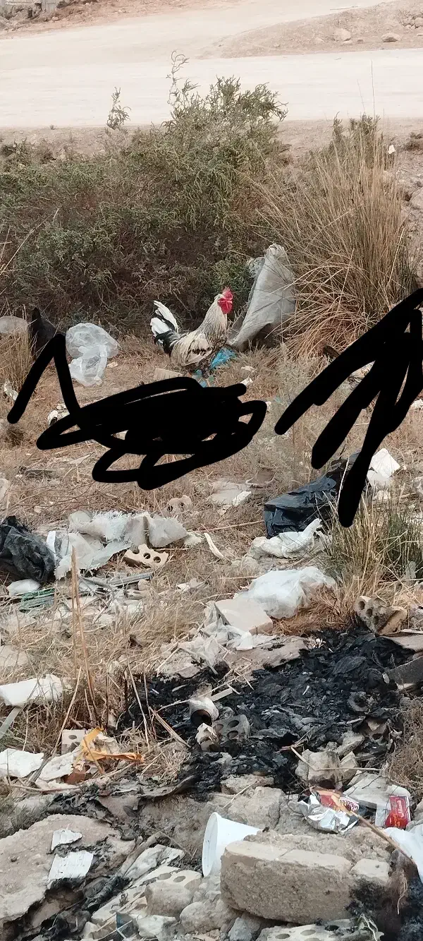 خروس محلی در حمیدیه|حیوانات مزرعه|حمیدیه, |دیوار