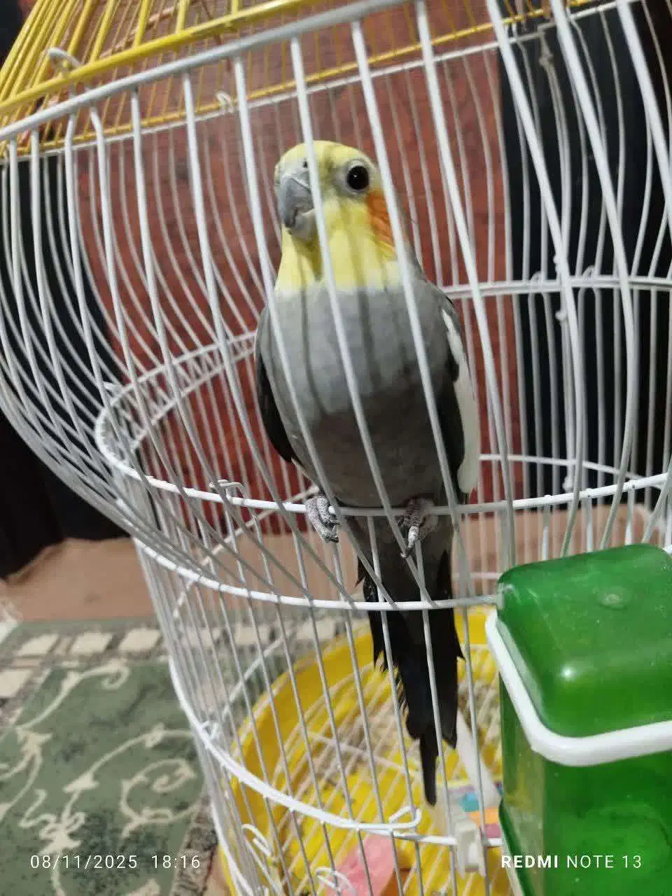 عروس هلندی|پرنده|بختگان, |دیوار