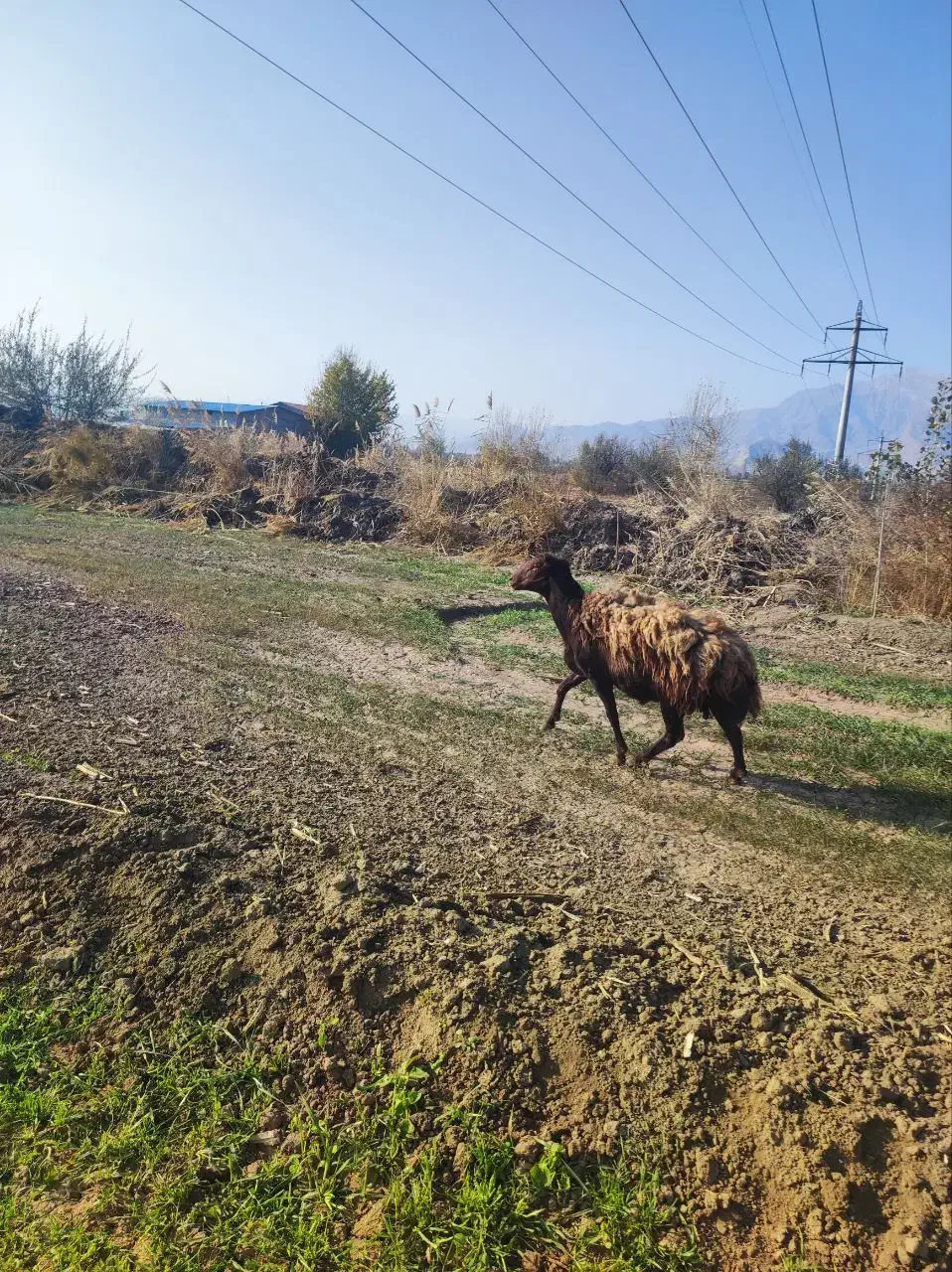 بره های ژندار|حیوانات مزرعه|ایواوغلی, |دیوار