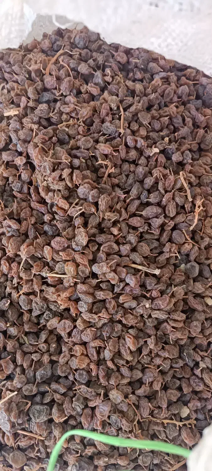 کشمش آبگیری|عمده‌فروشی|خمین, |دیوار