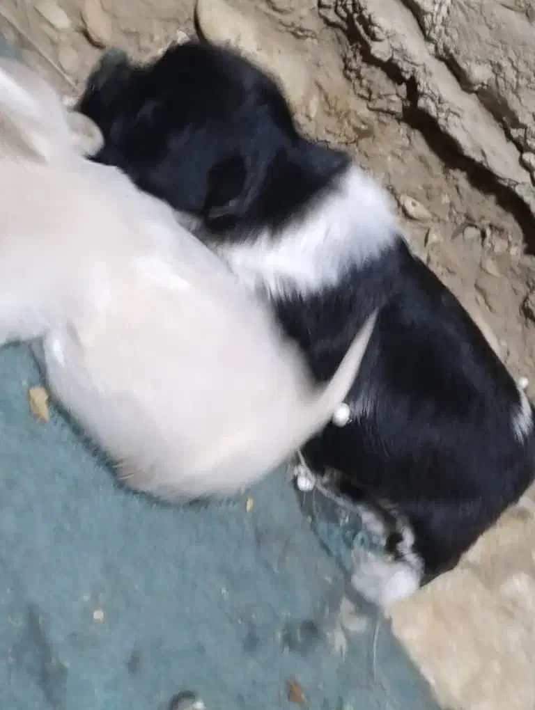 پاپی|سگ|فارسان, |دیوار