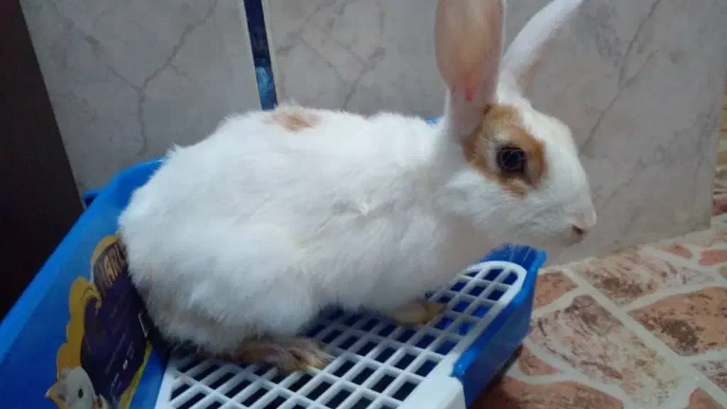 خرگوش نر ۴ماهه|موش و خرگوش|خرمشهر, |دیوار