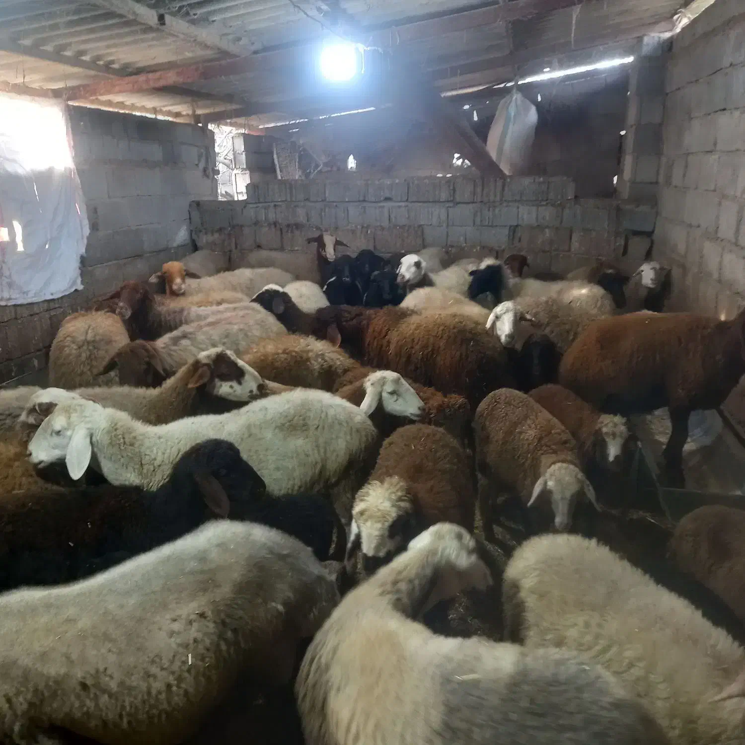 گوسفنددوقلوبادوتا بره نر|حیوانات مزرعه|دابودشت, |دیوار