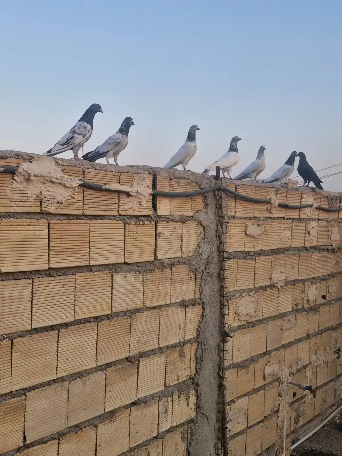بالاگیر شیخی|پرنده|اهواز, پردیس|دیوار