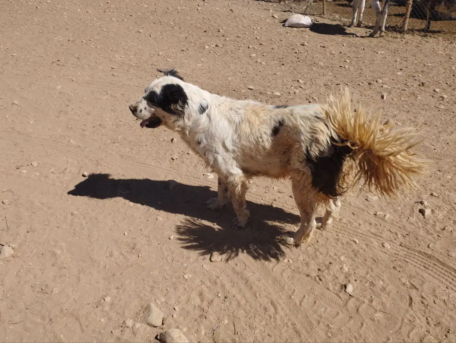 فروشی|سگ|چادگان, |دیوار