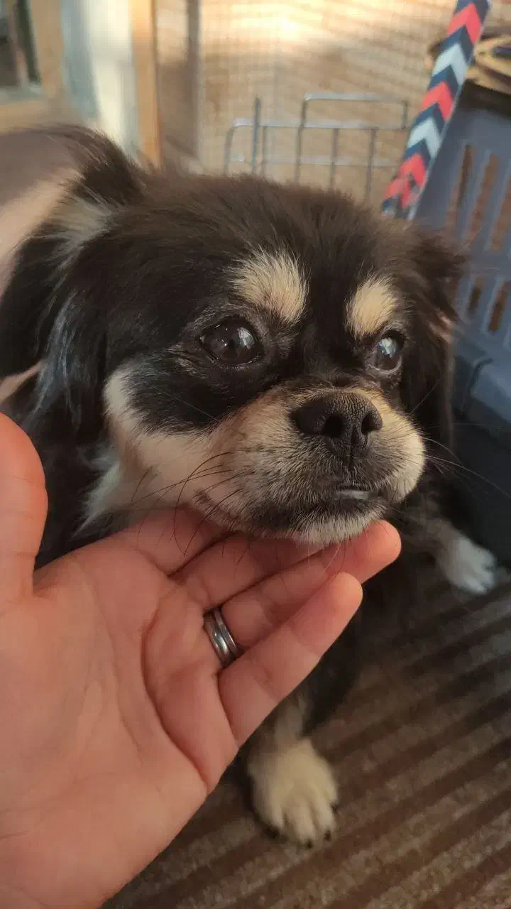 سگ پاکوتاه|سگ|گرگان, |دیوار