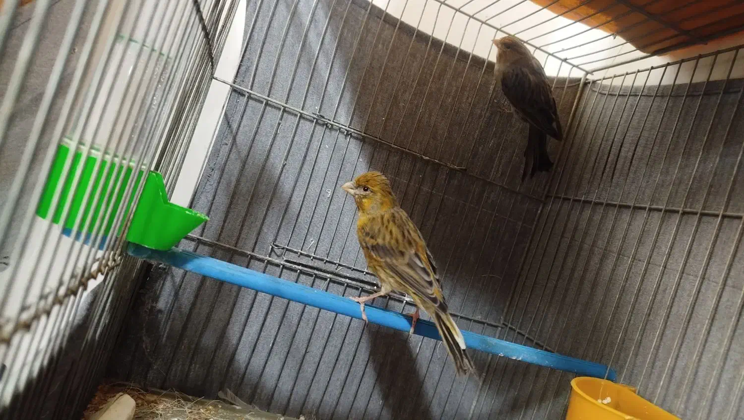 قناری سبز نر و ماده|پرنده|برخوار, |دیوار