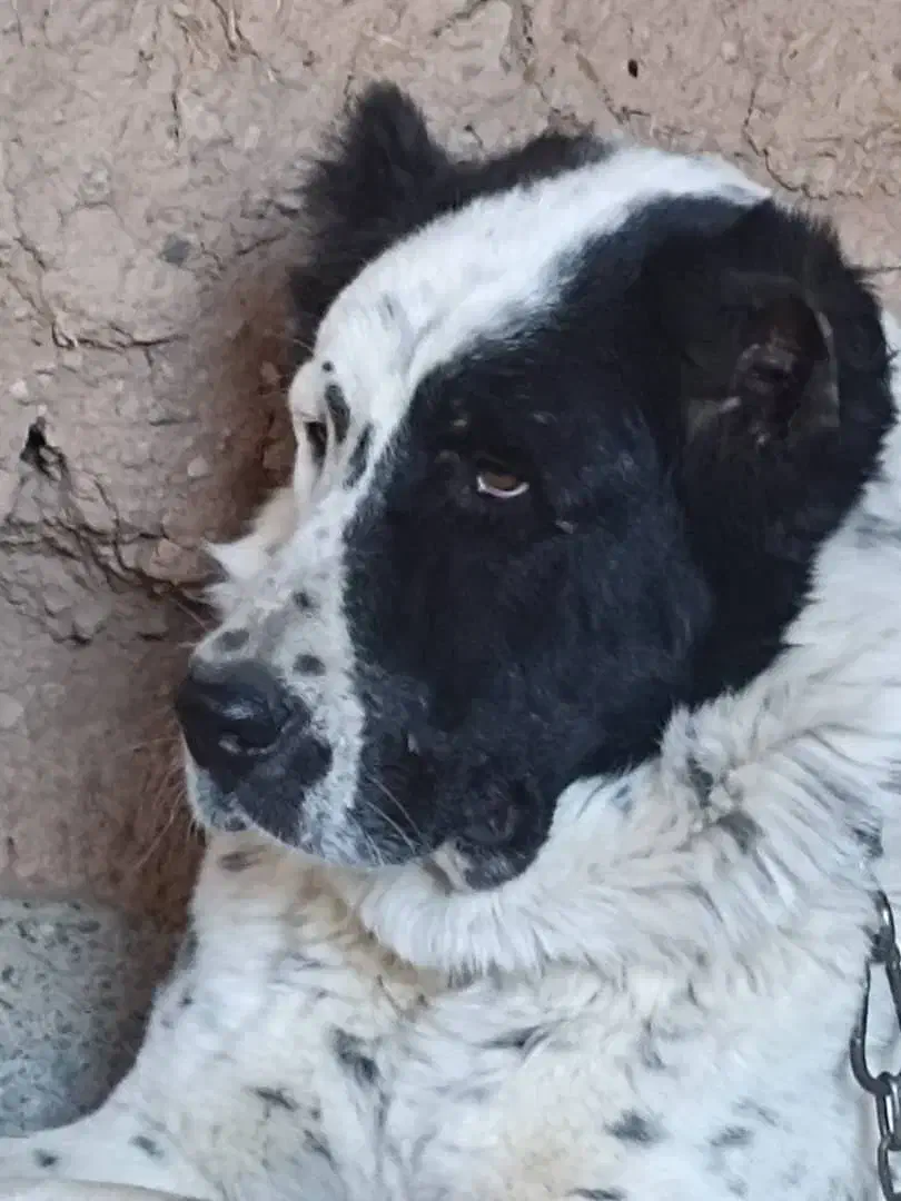 سگ قهدریجانی|سگ|مبارکه, |دیوار