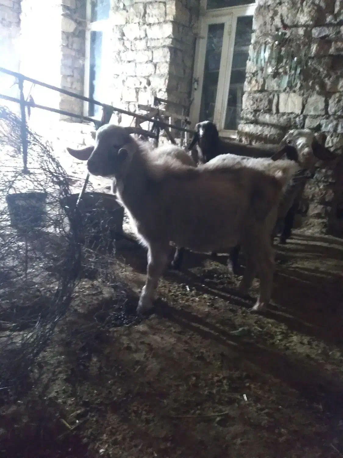 گیسک نر|حیوانات مزرعه|زمکان, |دیوار