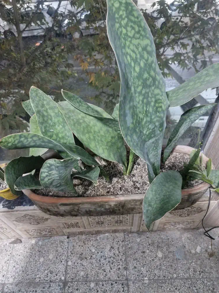 گل مطب رستوران دفاتر ادارات|گل و گیاه طبیعی|مینودشت, |دیوار