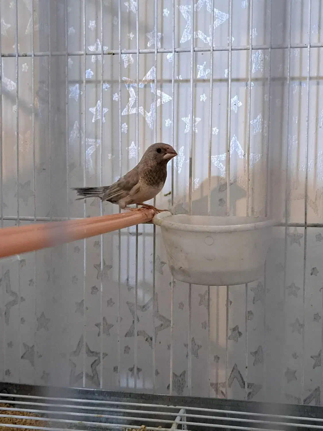 فنچ بنگالی|پرنده|شیراز, تندگویان|دیوار