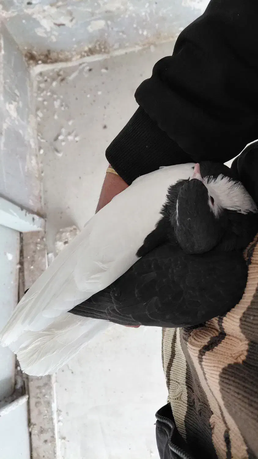 ساده|پرنده|تربت‌حیدریه, حسنی بالا|دیوار