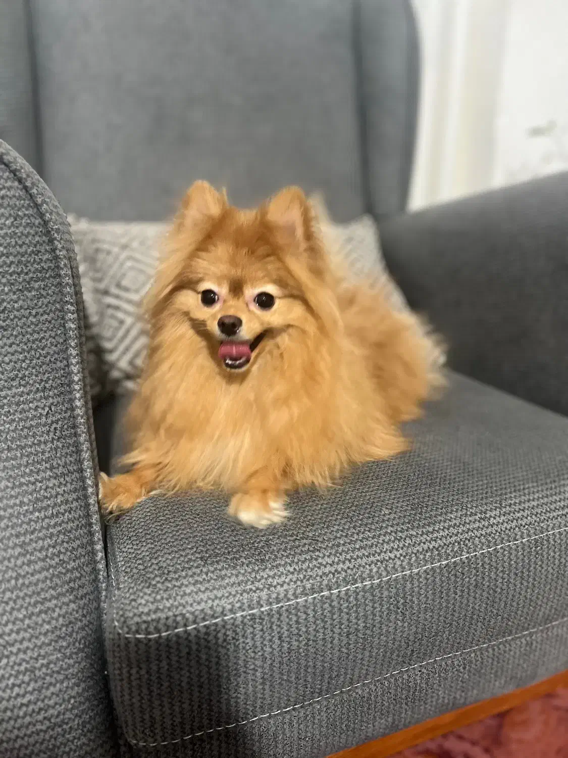 سگ پامرانین|سگ|رودسر, |دیوار